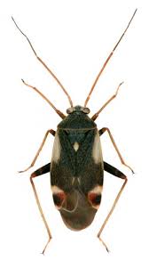 Attēlu rezultāti vaicājumam “Polymerus palustris”