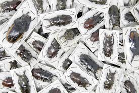 Attēlu rezultāti vaicājumam “Lucanidae”