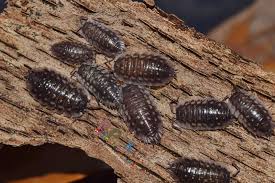 Attēlu rezultāti vaicājumam “Oniscus asellus”