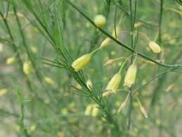 Attēlu rezultāti vaicājumam “Asparagus officinalis”