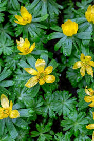 Attēlu rezultāti vaicājumam “Ranunculaceae”