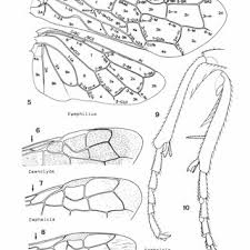 Attēlu rezultāti vaicājumam “Caenolyda reticulata”