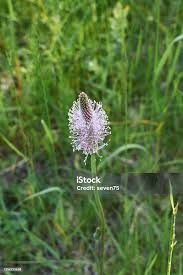 Attēlu rezultāti vaicājumam “Plantago media”