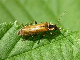 Attēlu rezultāti vaicājumam “Cantharis figurata”