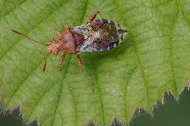 Attēlu rezultāti vaicājumam “Rhopalus maculatus”