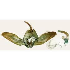 Attēlu rezultāti vaicājumam “Platyptilia sp.”