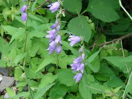 Image result for Campanula rapunculoides