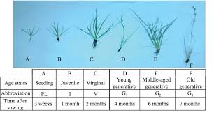 Attēlu rezultāti vaicājumam “Juncus bufonius bud”