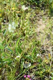 Attēlu rezultāti vaicājumam “Herminium monorchis”