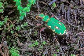 Attēlu rezultāti vaicājumam “Cicindela campestris imago”