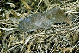 Attēlu rezultāti vaicājumam “Sorex sp.”