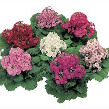 Image result for Primula malacoides