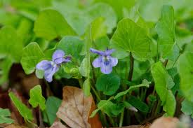 Attēlu rezultāti vaicājumam “Viola reichenbachiana leaf”