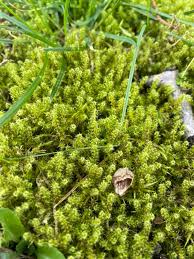 Attēlu rezultāti vaicājumam “Rhytidiadelphus squarrosus”