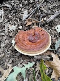 Attēlu rezultāti vaicājumam “Diderma rufostriatum sessile”