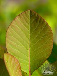 Attēlu rezultāti vaicājumam “Cotinus coggygria leaf”