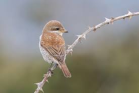 Attēlu rezultāti vaicājumam “Lanius collurio juvenile”