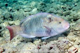 Image result for Chlorurus perspicillatus