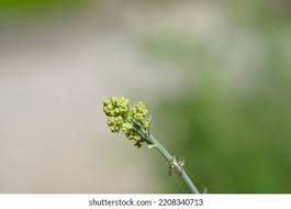 Attēlu rezultāti vaicājumam “Thalictrum flavum bud”