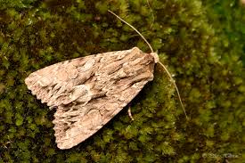 Attēlu rezultāti vaicājumam “Apamea monoglypha”