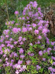 Attēlu rezultāti vaicājumam “Rhododendron canadense”