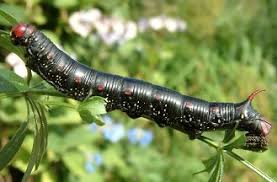 Attēlu rezultāti vaicājumam “Hyles gallii larva”