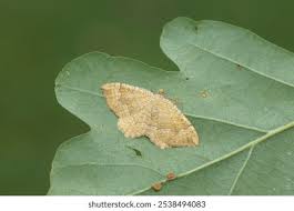 Attēlu rezultāti vaicājumam “Camptogramma bilineata”