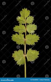 Image result for Pimpinella saxifraga