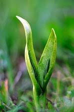 Attēlu rezultāti vaicājumam “Ophioglossum vulgatum”