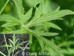 Attēlu rezultāti vaicājumam “Ranunculus acris leaf”