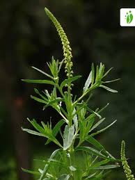 Image result for Reseda luteola