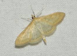 Attēlu rezultāti vaicājumam “Paratalanta hyalinalis”