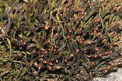 Attēlu rezultāti vaicājumam “Schistidium dupretii sporophyte”