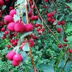 Attēlu rezultāti vaicājumam “Cotoneaster multiflorus fruit”