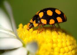 Attēlu rezultāti vaicājumam “Coccinula quatuordecimpustulata”