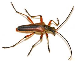 Attēlu rezultāti vaicājumam “Stenocorus meridianus”