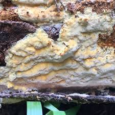 Attēlu rezultāti vaicājumam “Skeletocutis brevispora”