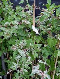 Attēlu rezultāti vaicājumam “Ampelopsis glandulosa var. brevipedunculata”