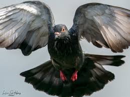 Attēlu rezultāti vaicājumam “Columba livia f. domestica adult”