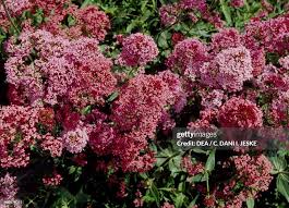 Attēlu rezultāti vaicājumam “Valerianaceae”