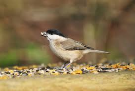 Attēlu rezultāti vaicājumam “Poecile palustris adult”