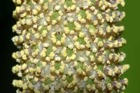 Attēlu rezultāti vaicājumam “Acoraceae”