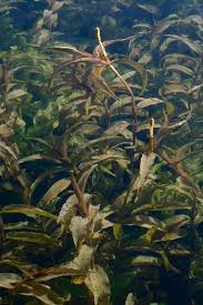 Attēlu rezultāti vaicājumam “Potamogeton praelongus”