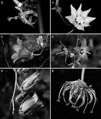 Attēlu rezultāti vaicājumam “Campanula latifolia fruit”