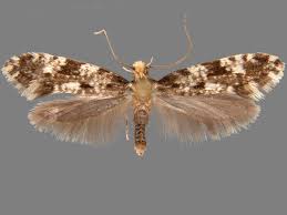 Attēlu rezultāti vaicājumam “Nemapogon cloacella”