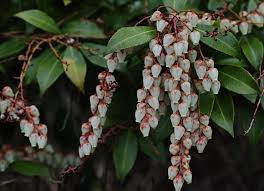 Attēlu rezultāti vaicājumam “Phellodendron amurense flower”