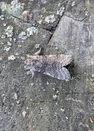 Attēlu rezultāti vaicājumam “Achlya flavicornis”