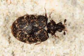 Attēlu rezultāti vaicājumam “Anthrenus museorum”