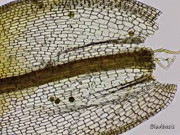 Attēlu rezultāti vaicājumam “Syntrichia latifolia”