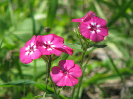 Image result for Phlox drummondii